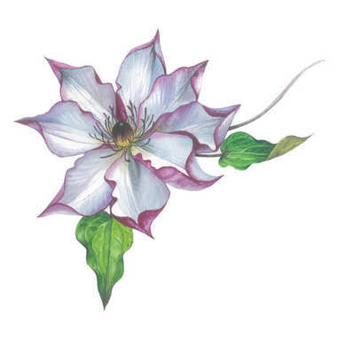 孤立的水彩風(fēng)格野花鐵線蓮花