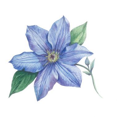 孤立的水彩風(fēng)格野花鐵線蓮花