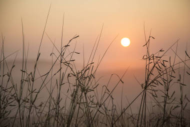 在日出期间在沙漠中与雾草图片