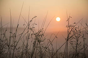 在日出期间在沙漠中与雾草图片