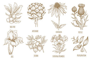 药用植物的手绘图集合