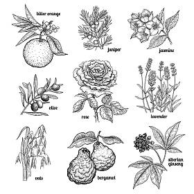 设置植物用于医药、 化妆品、 烹饪