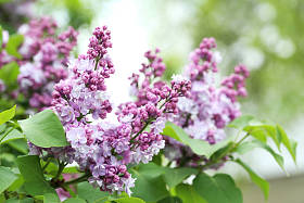 盛开丁香花 图片