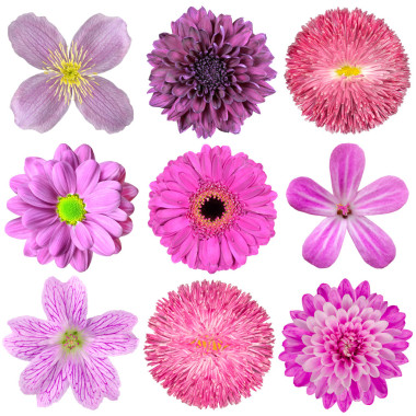 收集的各種孤立的粉紅色、 紫色、 紅色花