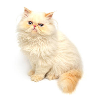 年輕的黃色小貓圖片