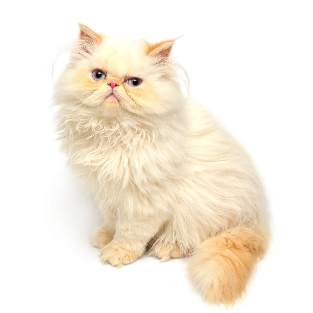 年轻的黄色小猫图片