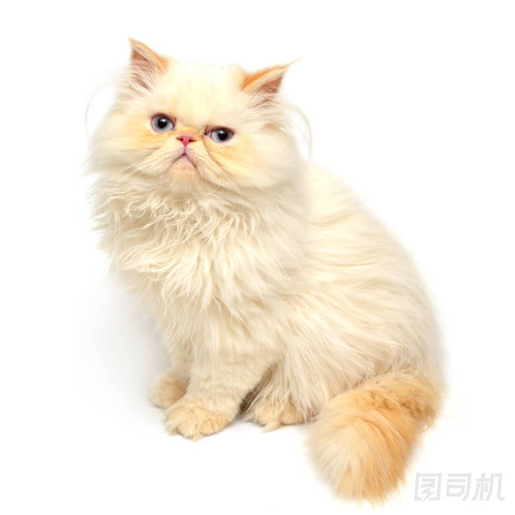 年輕的黃色小貓圖片