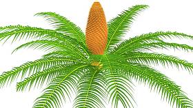 苏铁属植物的根图图片