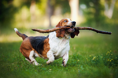 運(yùn)行與棍子的有趣的狗短腿獵犬