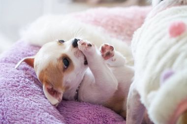 小狗小娃娃白色棕色睡眠躺圖片