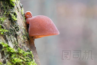 細(xì)節(jié)鏡頭，令人驚嘆的食用菌稱為猶太人耳朵