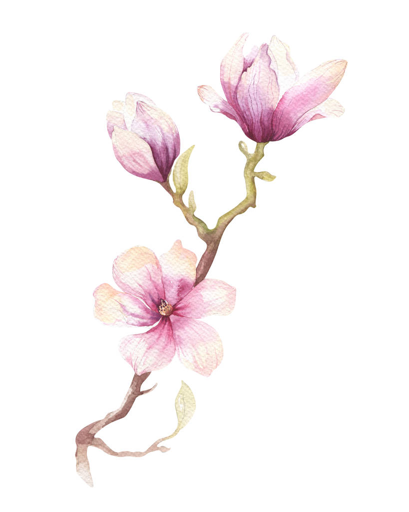 水彩绘画玉兰绽放花壁纸装饰图片