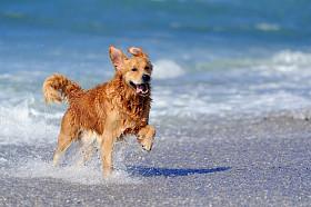 运行在海滩上的年轻金毛猎犬图片