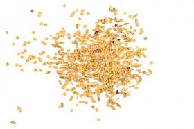 混合的鸟种子上白色孤立