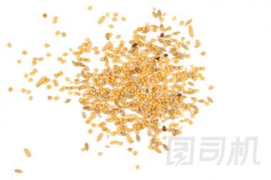 混合的鳥種子上白色孤立