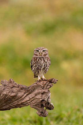 可爱的猫头鹰在自然栖息地图片