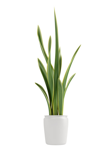 sansevieria 生长在一壶