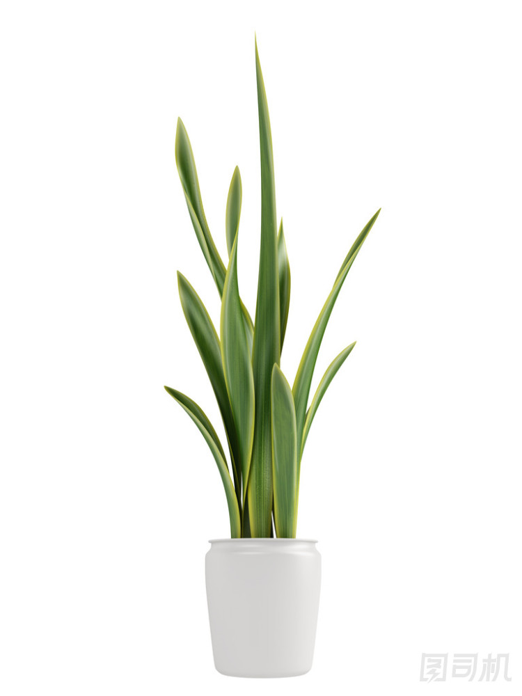 sansevieria 生長在一壺