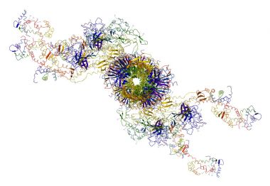 分子马达: 肌球蛋白和肌动蛋白引起肌肉收缩