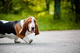 走在路上的可爱的狗短腿猎犬图片