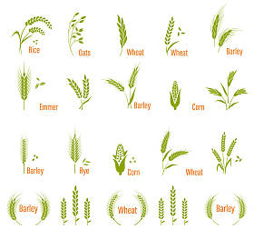 白色背景上孤立的农业符号.图片