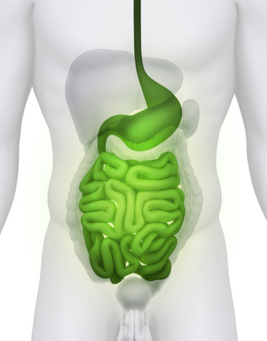 男性腸子和胃的解剖圖白底圖片