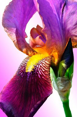 舌頭與花