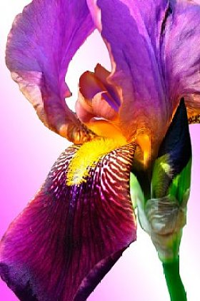 舌头与花