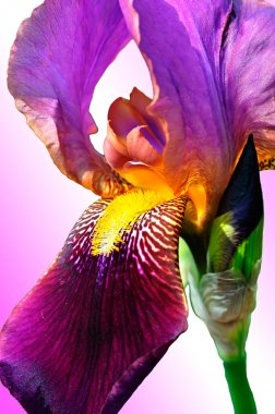 舌头与花