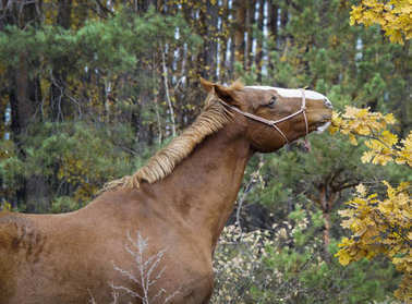 在他頭上的白斑與匹棕色的馬站在秋天的樹林背景