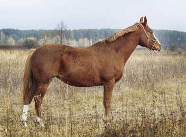 在他頭上的白斑與匹棕色的馬站在秋天的樹林背景