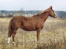 在他头上的白斑与匹棕色的马站在秋天的树林背景