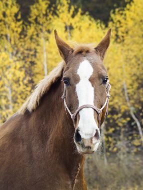 在他头上的白斑与匹棕色的马站在秋天的树林背景