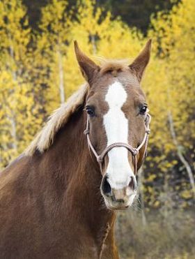 在他头上的白斑与匹棕色的马站在秋天的树林背景