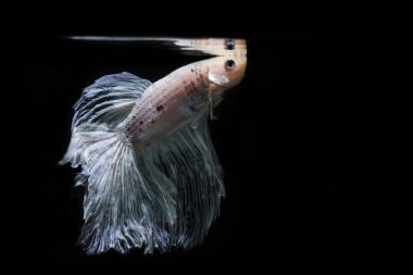 斗魚(yú)、 暹羅斗魚(yú)、 斗魚(yú)芨芨草上黑回來(lái)