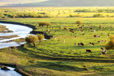 內蒙古大草原天然牧場