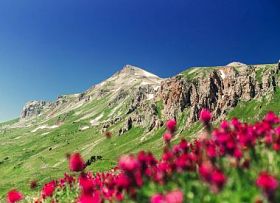 紫色的花朵在山坡上，在山的风景