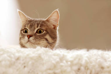 可愛(ài)的貓咪在沙發(fā)上