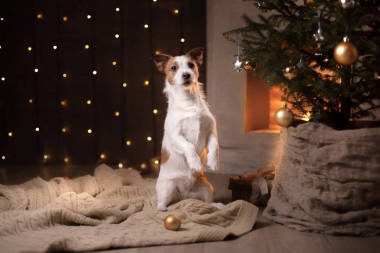 狗杰克羅素梗圣誕季節(jié)到 2017 年，新的一年