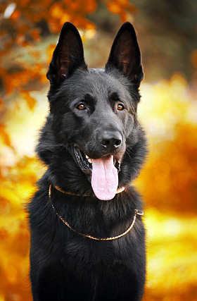 秋天的背景上的黑色牧羊犬。照片