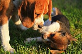 自然的绿色背景上的小猎犬狗的品种