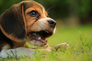 自然的綠色背景上的小獵犬狗的品種