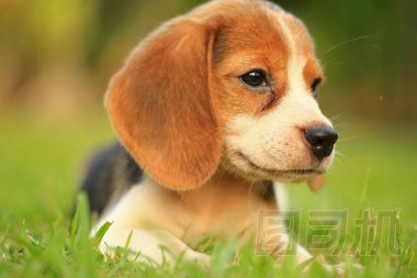 自然的綠色背景上的小獵犬狗的品種