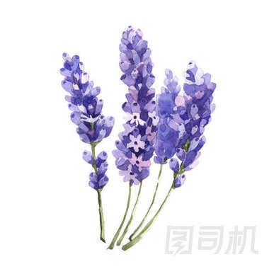 在孤立的水彩風(fēng)格的野花薰衣草花
