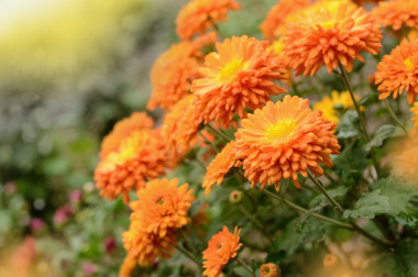 菊花圖片