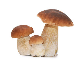 牛肝菌孤立在白色背景上