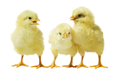 雞白色背景圖片