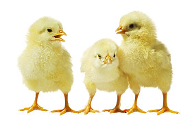 鸡白色背景图片