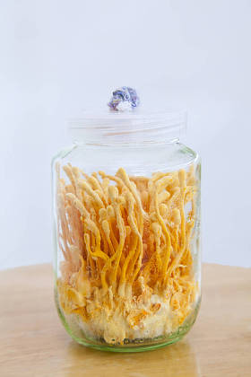 新鲜的虫草在玻璃瓶图片