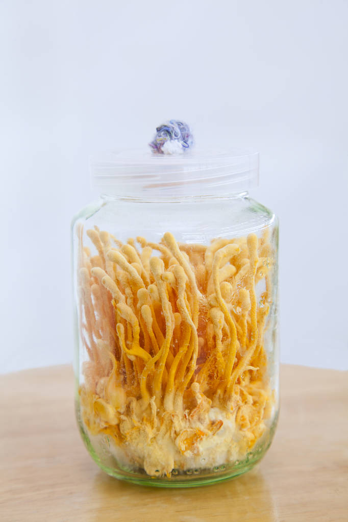 新鲜的虫草在玻璃瓶图片